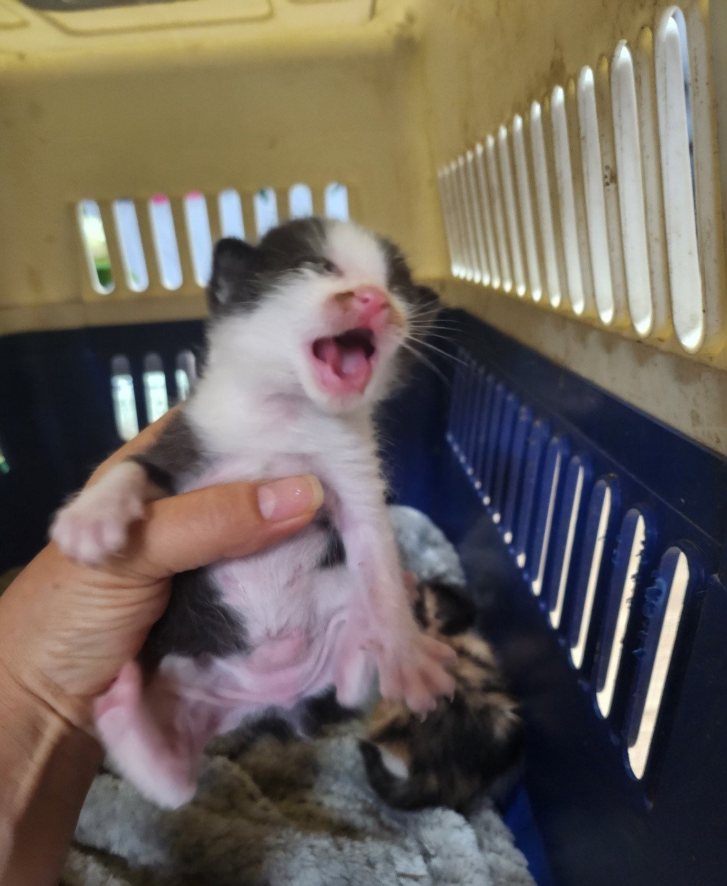 울산유기동물보호센터_431372202300542